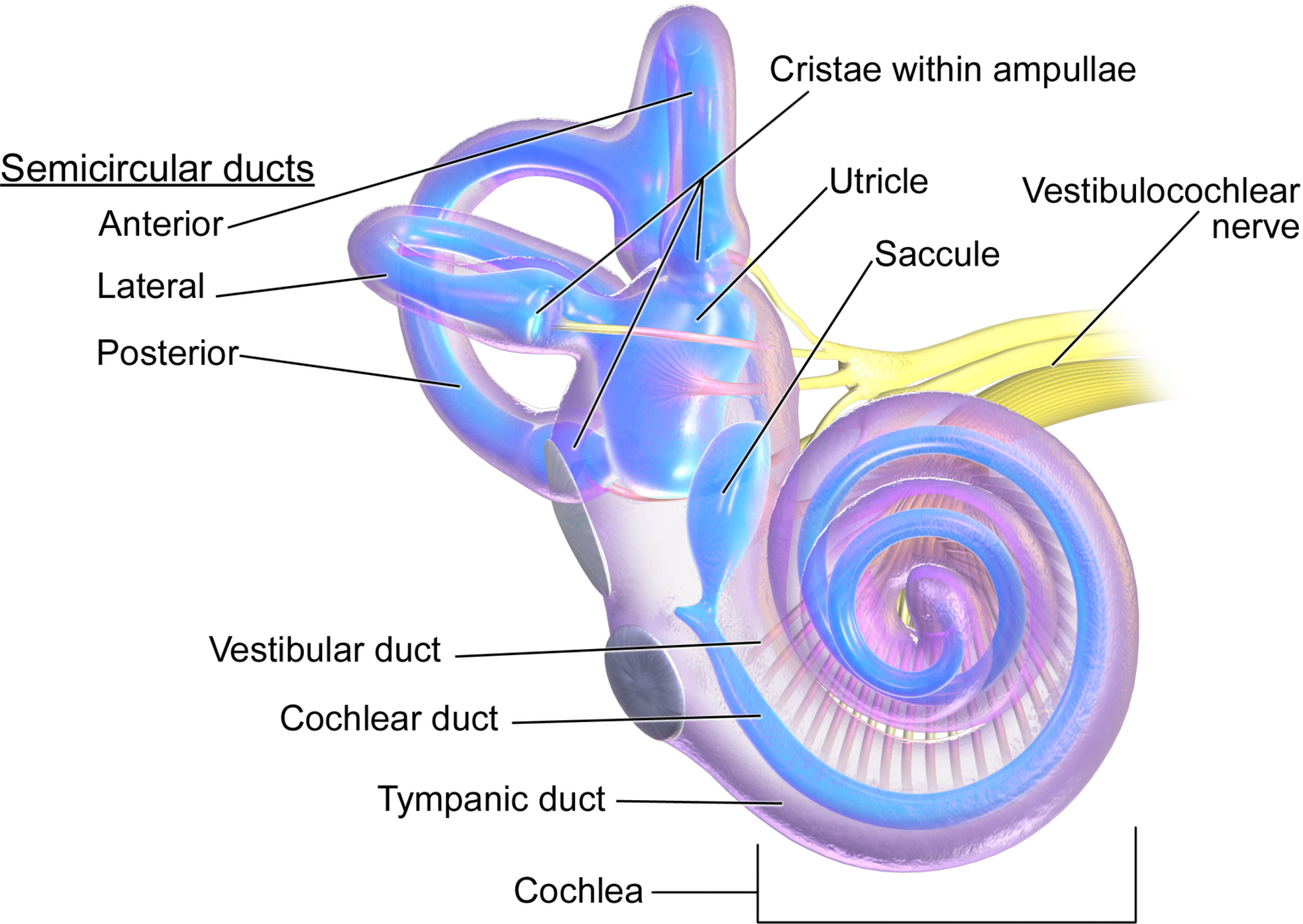 Три канала улитки. Внутреннее ухо полукружные каналы. Улитка и полукружные каналы. Полукружные каналы внутреннего уха. Улитка преддверие полукружные каналы.